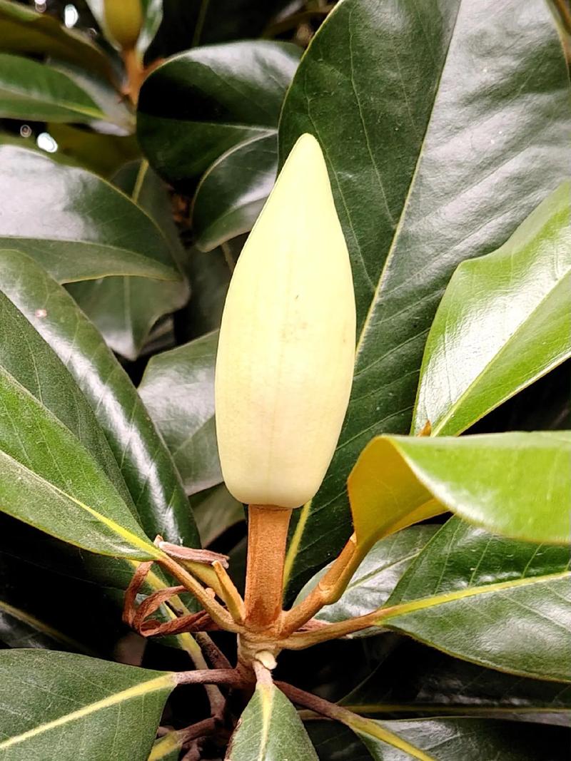 玉兰冬天能开花吗，玉兰花冬天开吗?-第4张图片-优品飞百科