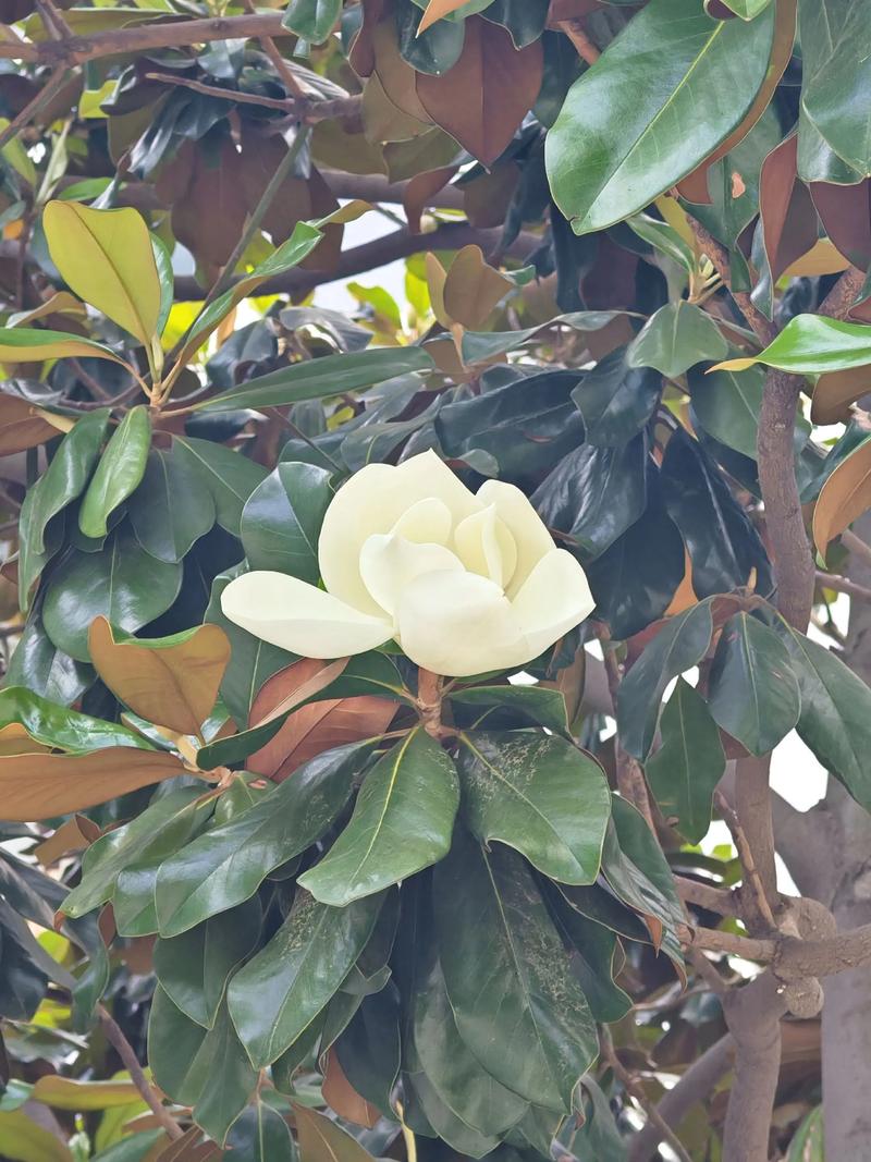 玉兰冬天能开花吗，玉兰花冬天开吗?-第5张图片-优品飞百科