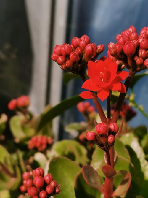 玉兰冬天能开花吗，玉兰花冬天开吗?-第6张图片-优品飞百科