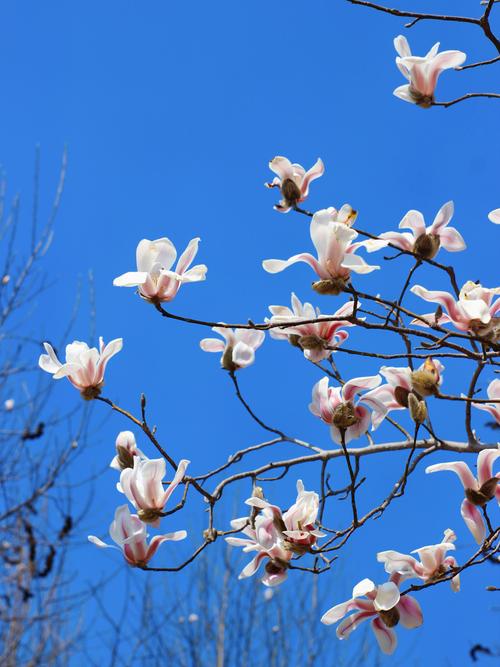 玉兰冬天能开花吗，玉兰花冬天开吗?-第7张图片-优品飞百科