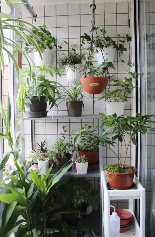 阳台上放什么植物能生旺挡煞？阳台放什么植物旺财？-第1张图片-优品飞百科