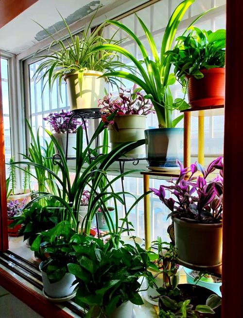 阳台上放什么植物能生旺挡煞？阳台放什么植物旺财？-第2张图片-优品飞百科