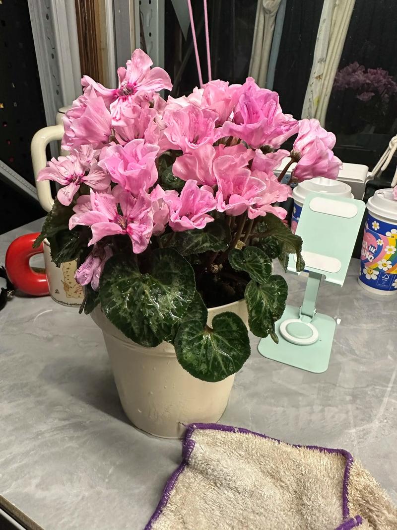 阳台上放什么植物能生旺挡煞？阳台放什么植物旺财？-第3张图片-优品飞百科