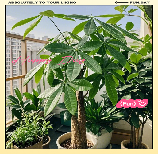 阳台上放什么植物能生旺挡煞？阳台放什么植物旺财？-第5张图片-优品飞百科