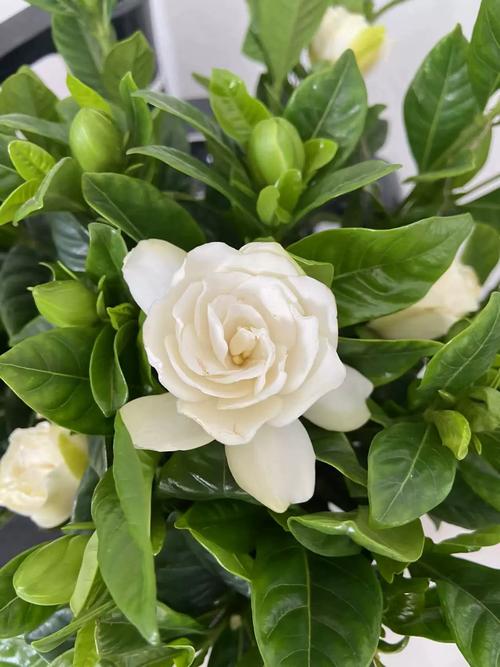 栀子花可以净化空气吗，栀子花是净化空气的吗?能在室内养吗?-第2张图片-优品飞百科