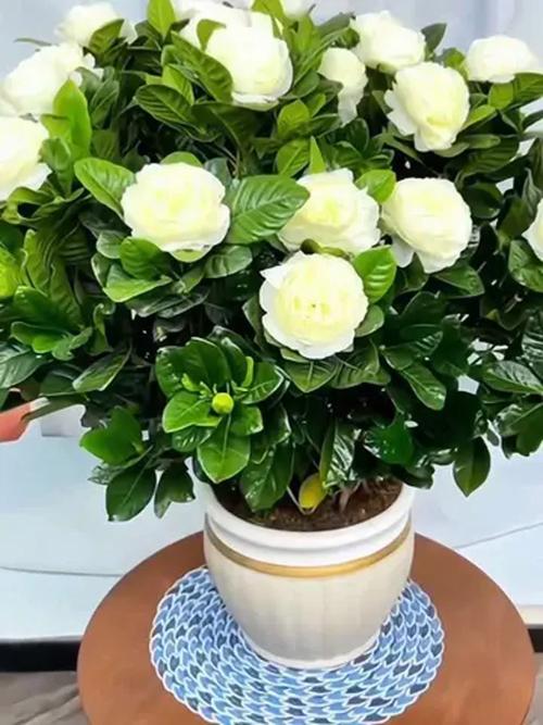 栀子花可以净化空气吗，栀子花是净化空气的吗?能在室内养吗?-第3张图片-优品飞百科