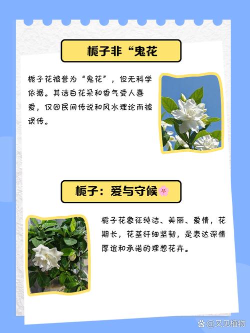 栀子花可以净化空气吗，栀子花是净化空气的吗?能在室内养吗?-第7张图片-优品飞百科