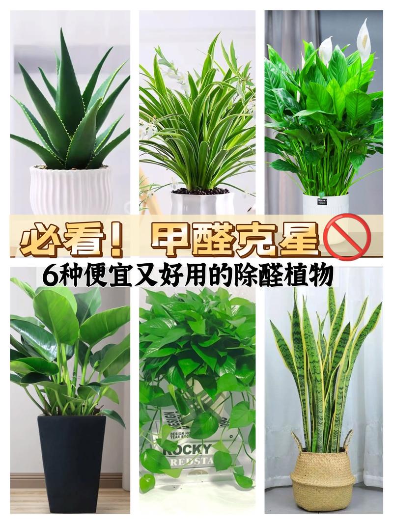 吸甲醛的植物，吸甲醛的植物是什么-第2张图片-优品飞百科
