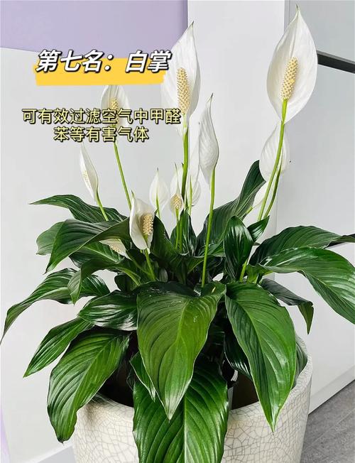 吸甲醛的植物，吸甲醛的植物是什么-第3张图片-优品飞百科