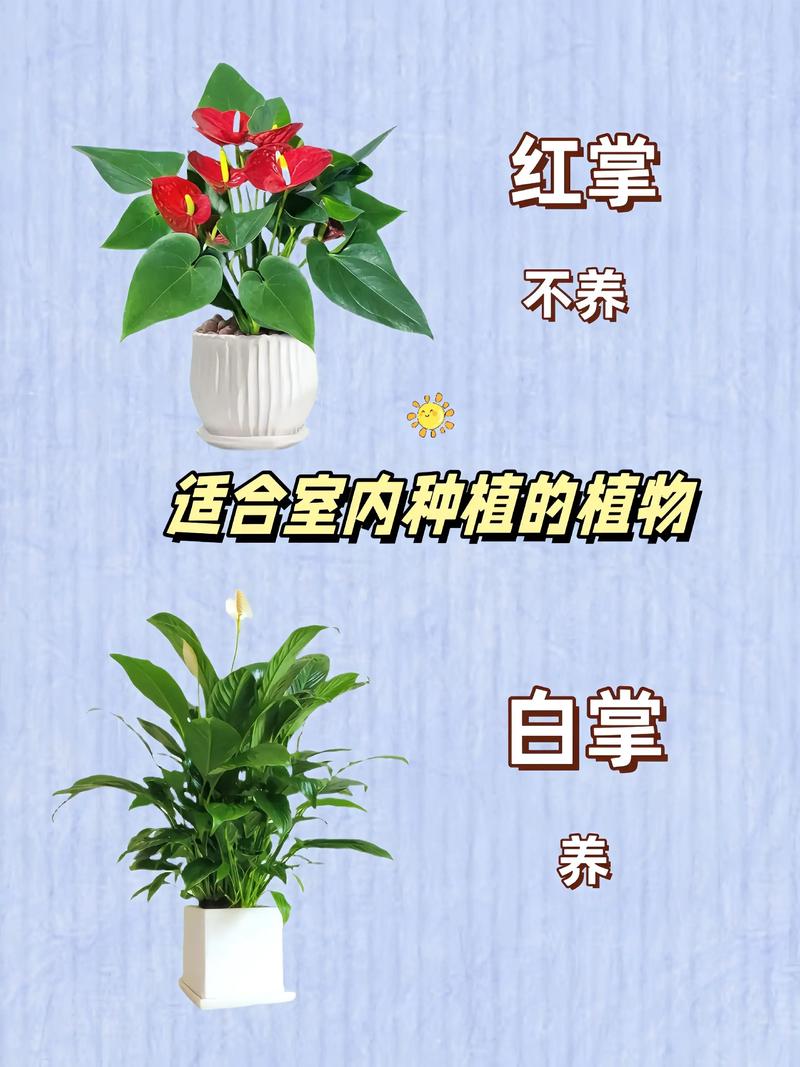 吸甲醛的植物，吸甲醛的植物是什么-第4张图片-优品飞百科