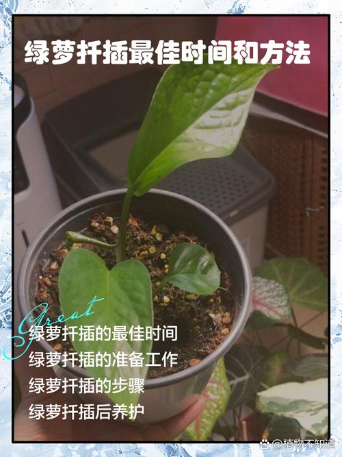 绿萝扦插多久生根？绿萝扦插后多久才知道成活？-第3张图片-优品飞百科