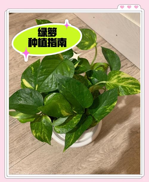 绿萝扦插多久生根？绿萝扦插后多久才知道成活？-第4张图片-优品飞百科