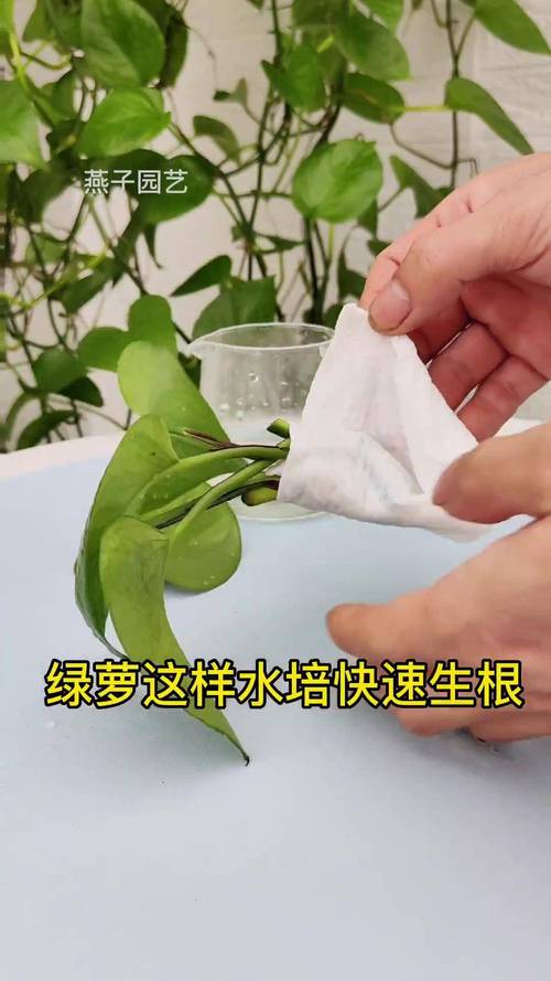 绿萝扦插多久生根？绿萝扦插后多久才知道成活？-第6张图片-优品飞百科