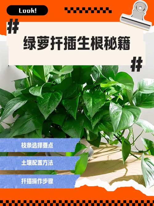 绿萝扦插多久生根？绿萝扦插后多久才知道成活？-第7张图片-优品飞百科