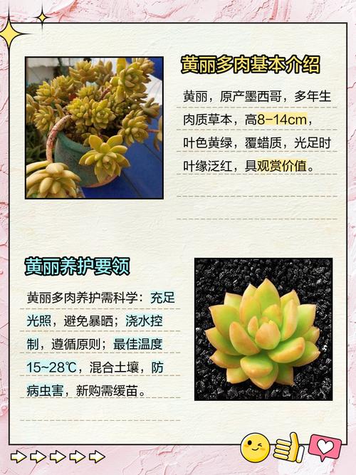 黄丽叶子发、黄腐烂怎么办，黄丽叶子全变红-第2张图片-优品飞百科