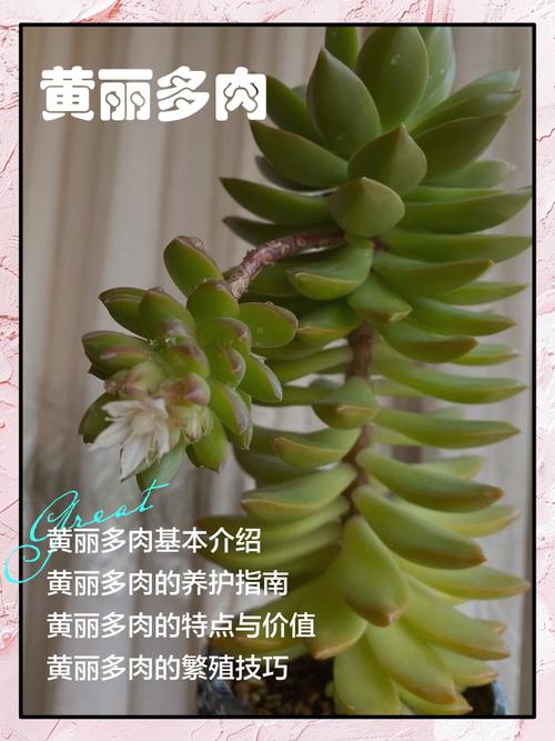 黄丽叶子发、黄腐烂怎么办，黄丽叶子全变红-第4张图片-优品飞百科