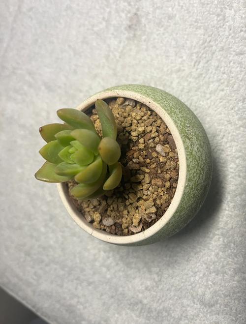 黄丽叶子发、黄腐烂怎么办，黄丽叶子全变红-第5张图片-优品飞百科
