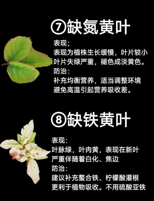 黄丽叶子发、黄腐烂怎么办，黄丽叶子全变红-第6张图片-优品飞百科