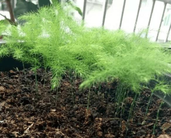 文竹的繁殖方法及注意事项？文竹的繁殖方法和适合温度？-第1张图片-优品飞百科