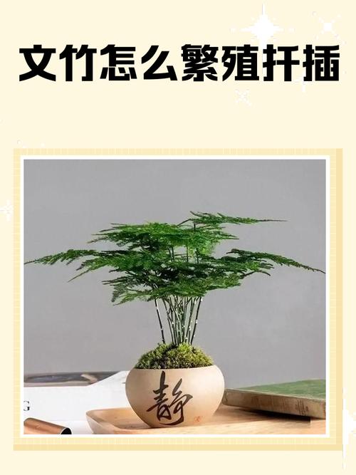文竹的繁殖方法及注意事项？文竹的繁殖方法和适合温度？-第2张图片-优品飞百科