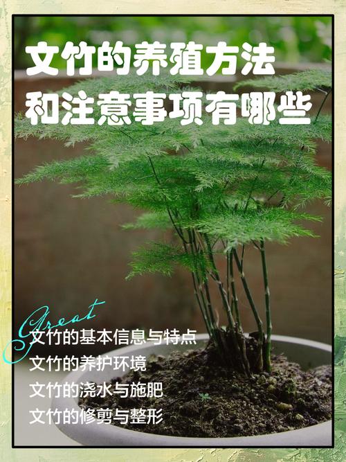 文竹的繁殖方法及注意事项？文竹的繁殖方法和适合温度？-第5张图片-优品飞百科