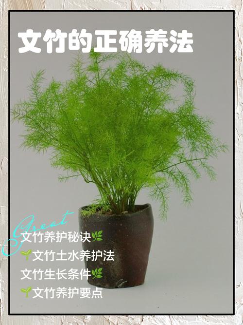 文竹的繁殖方法及注意事项？文竹的繁殖方法和适合温度？-第6张图片-优品飞百科