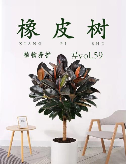 橡皮树和橡胶树的区别，橡皮和橡树有关系吗