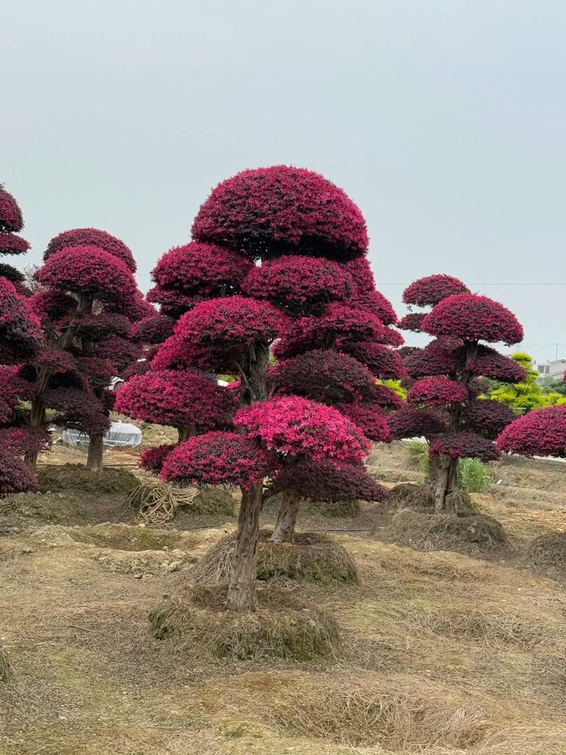 红花继木有哪些品种？红花继木简单介绍？-第2张图片-优品飞百科