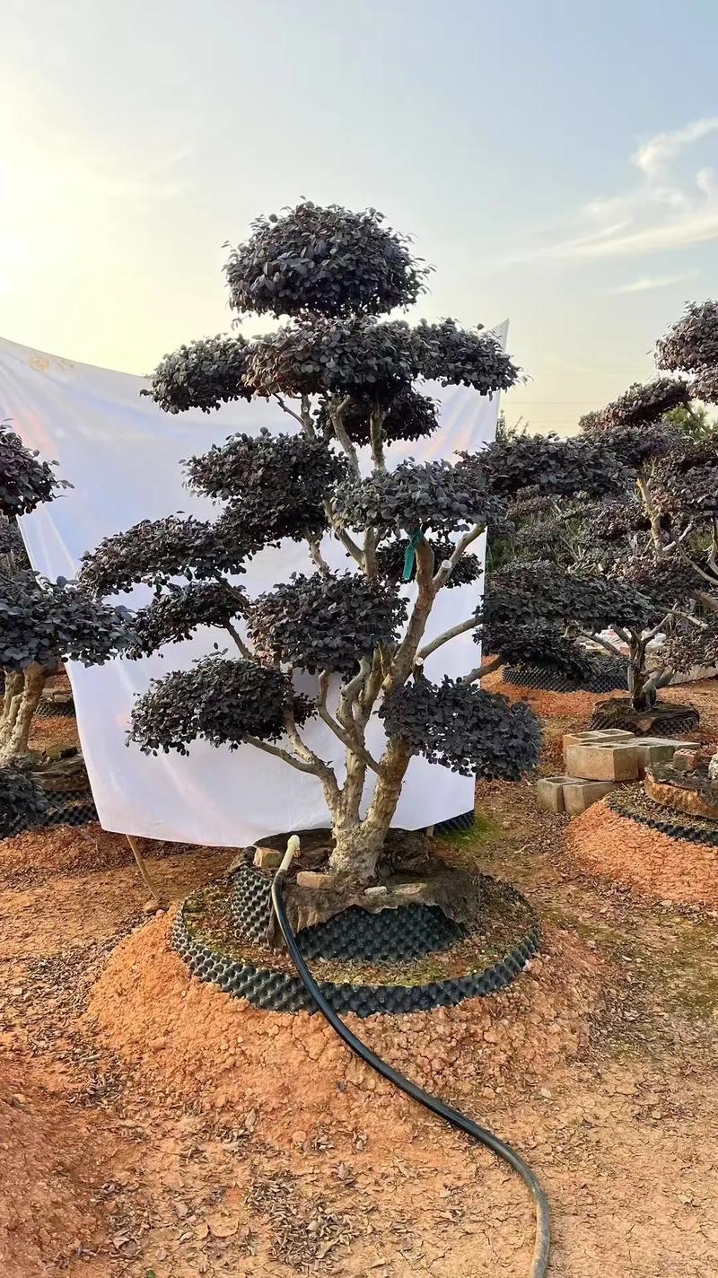 红花继木有哪些品种？红花继木简单介绍？-第3张图片-优品飞百科