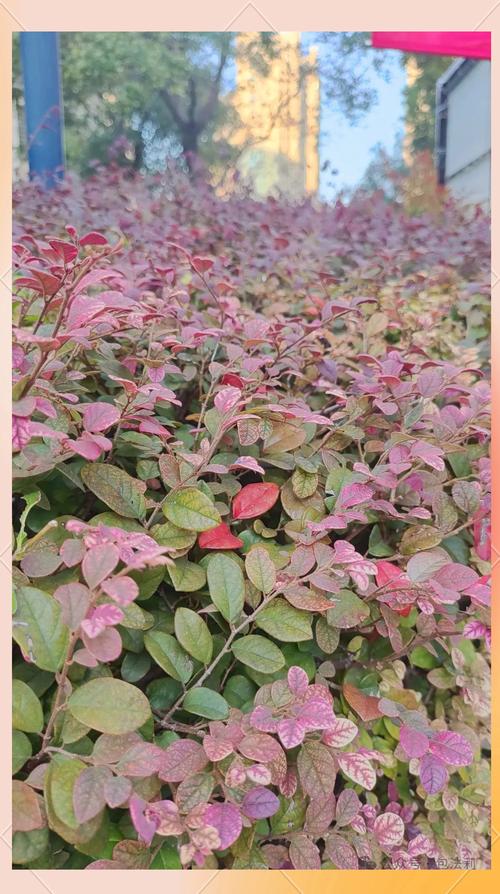 红花继木有哪些品种？红花继木简单介绍？-第4张图片-优品飞百科