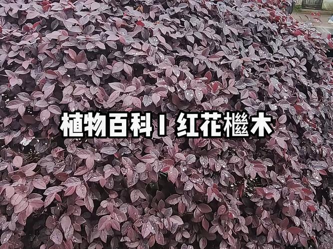 红花继木有哪些品种？红花继木简单介绍？-第6张图片-优品飞百科