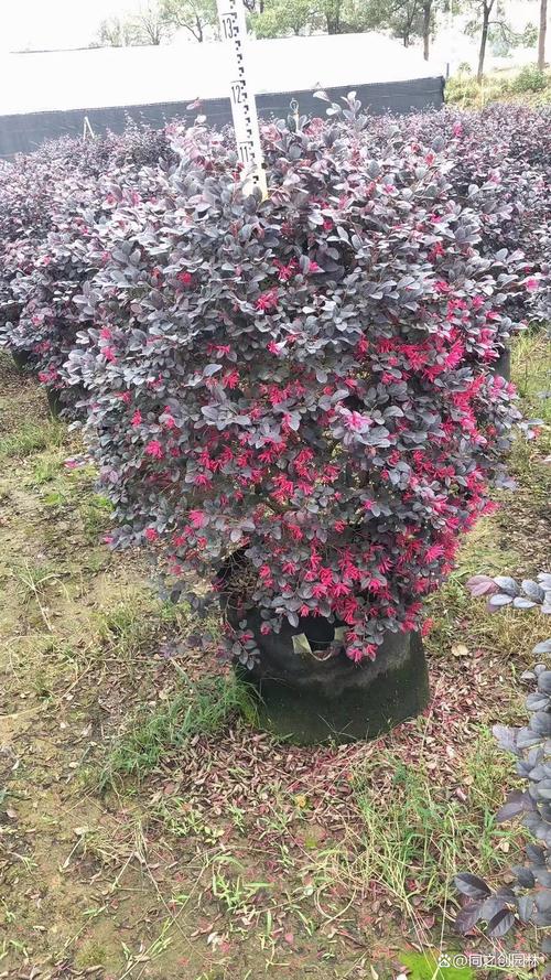 红花继木有哪些品种？红花继木简单介绍？-第7张图片-优品飞百科