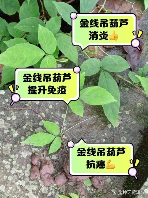 葫芦的功效与作用，葫芦的风水作用和摆放位置-第2张图片-优品飞百科