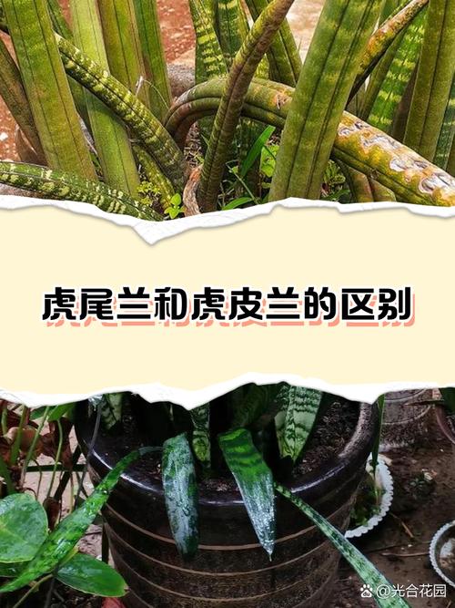 粉绿狐尾藻和绿狐尾藻的区别，绿狐尾藻的危害？-第2张图片-优品飞百科