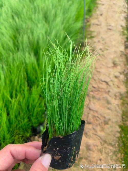 粉绿狐尾藻和绿狐尾藻的区别，绿狐尾藻的危害？-第3张图片-优品飞百科