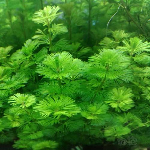 粉绿狐尾藻和绿狐尾藻的区别，绿狐尾藻的危害？-第4张图片-优品飞百科