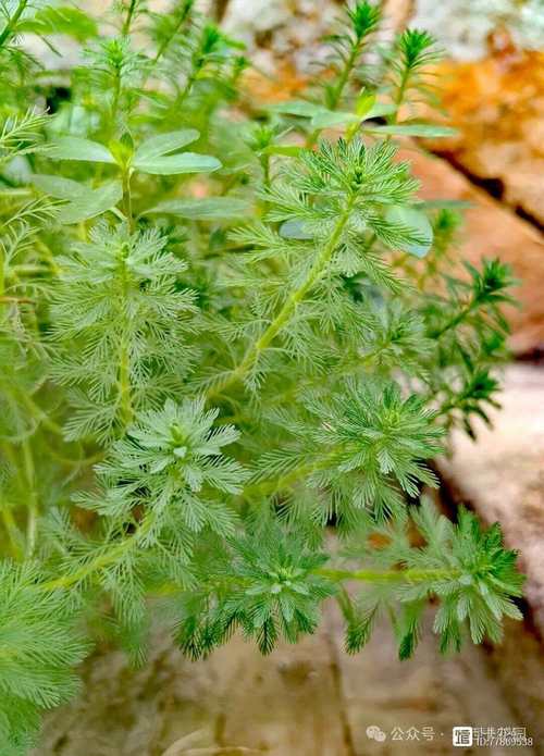 粉绿狐尾藻和绿狐尾藻的区别，绿狐尾藻的危害？-第5张图片-优品飞百科