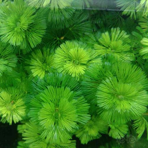 粉绿狐尾藻和绿狐尾藻的区别，绿狐尾藻的危害？-第6张图片-优品飞百科