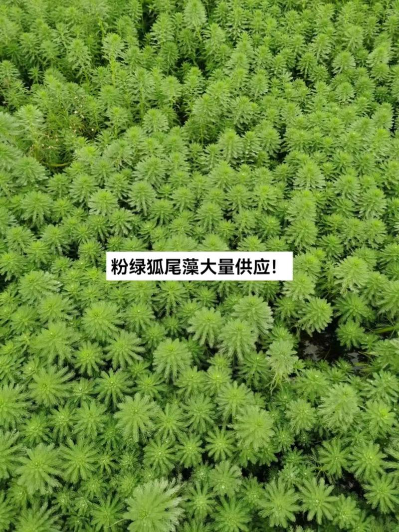 粉绿狐尾藻和绿狐尾藻的区别，绿狐尾藻的危害？-第7张图片-优品飞百科