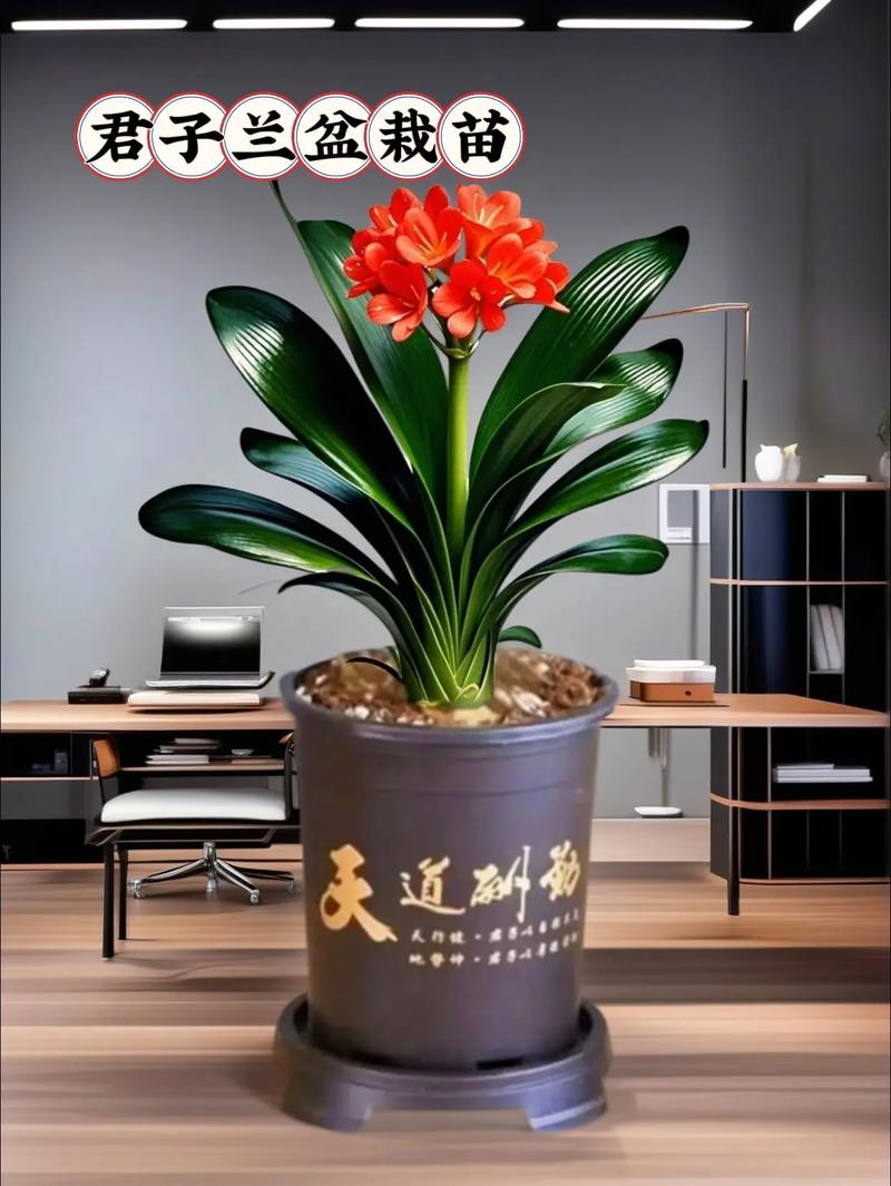 绿萝君子兰...山东大妈这么养，绿萝可以用君子兰土吗？-第2张图片-优品飞百科