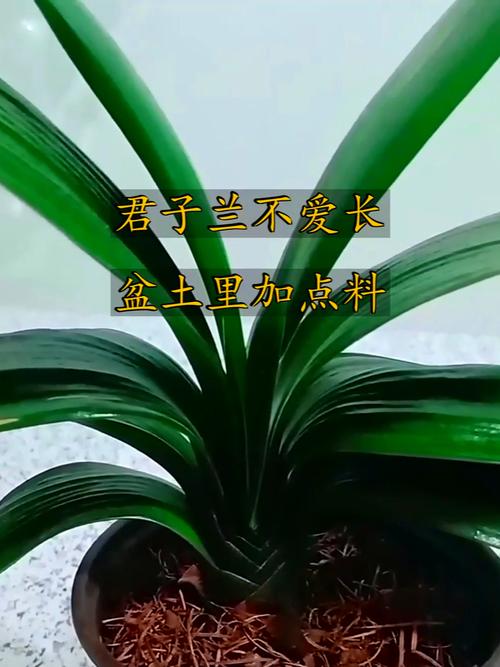 绿萝君子兰...山东大妈这么养，绿萝可以用君子兰土吗？-第3张图片-优品飞百科
