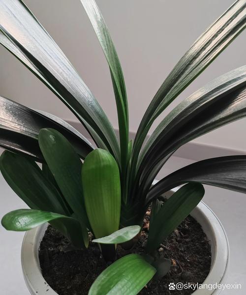 绿萝君子兰...山东大妈这么养，绿萝可以用君子兰土吗？-第5张图片-优品飞百科