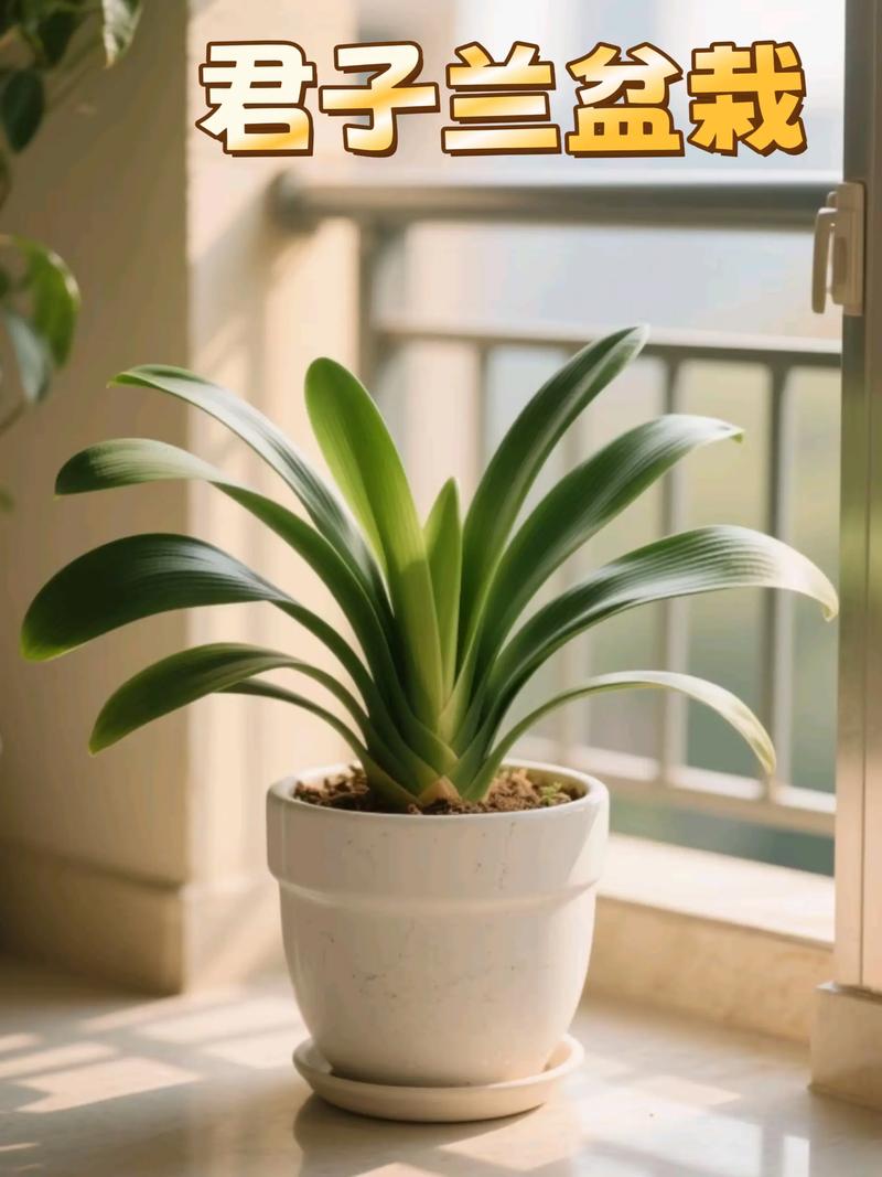 绿萝君子兰...山东大妈这么养，绿萝可以用君子兰土吗？-第6张图片-优品飞百科