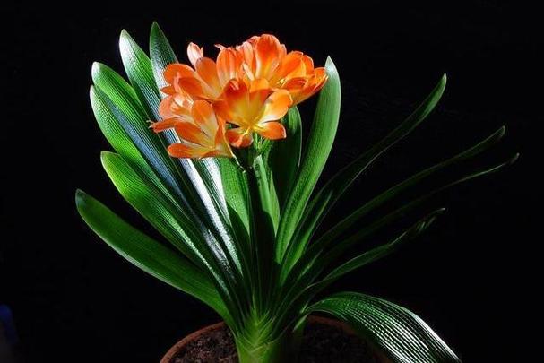 绿萝君子兰...山东大妈这么养，绿萝可以用君子兰土吗？-第7张图片-优品飞百科