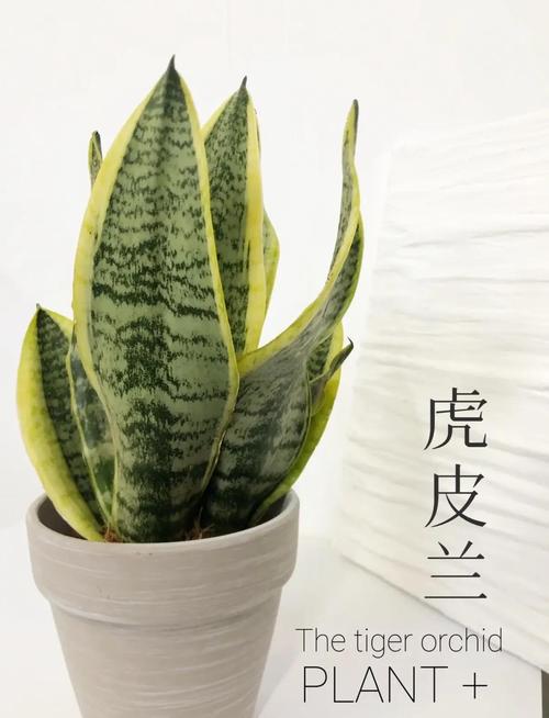 “虎皮兰”长得不旺盛的简单介绍-第5张图片-优品飞百科