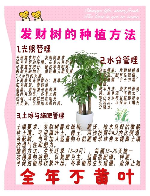 如何养好发财树，如何养好发财树,让它根壮叶绿,四季常青？-第2张图片-优品飞百科