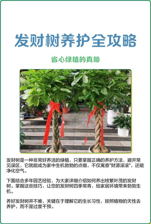 如何养好发财树，如何养好发财树,让它根壮叶绿,四季常青？-第5张图片-优品飞百科