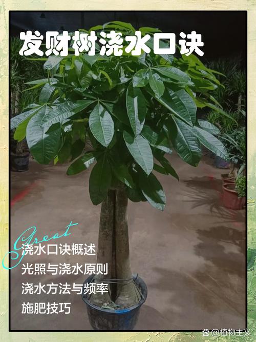 如何养好发财树，如何养好发财树,让它根壮叶绿,四季常青？-第6张图片-优品飞百科
