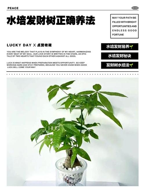 如何养好发财树，如何养好发财树,让它根壮叶绿,四季常青？-第7张图片-优品飞百科
