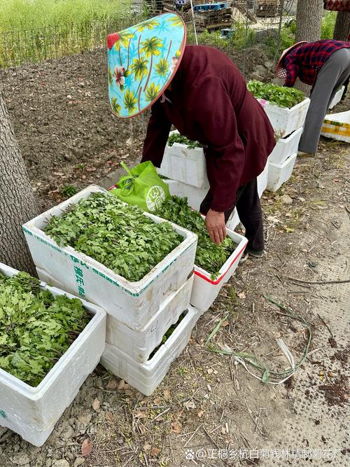 杭白菊怎么施肥，杭白菊如何生长？